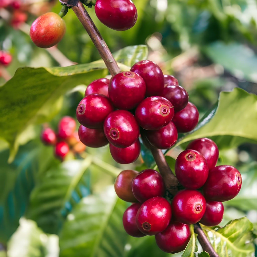 abyssinia coffee (coffea sp.) 120 seeds