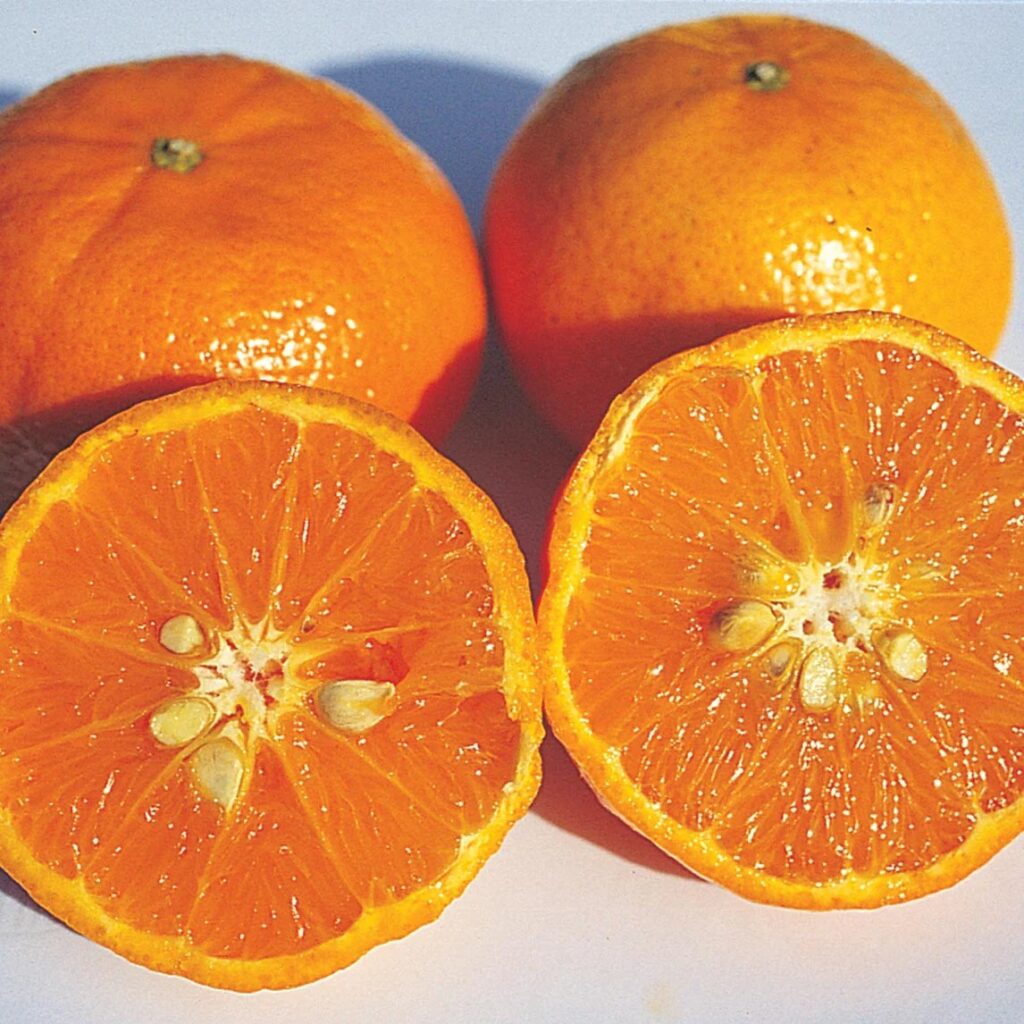 hamlin orange ( citrus sinensis ) 100 seeds