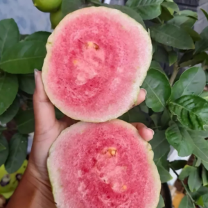 red crystal guana (psidium guajava) 250 seeds