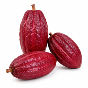 balinese criollo cocoa (theobroma cacao) premium fine flavor chocolate cocoa with exotic aromatic complexity