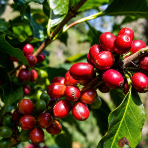 antigua coffee seeds (coffea sp.) coffea arabica