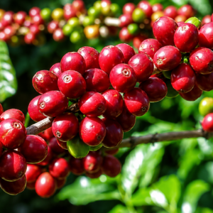 aramosa coffee seeds (coffea sp.) coffea arabica