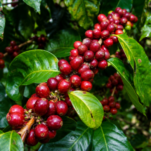 borbor coffee seeds (coffea arabica)