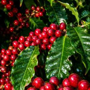 bourbon mayaguez (bmj) coffee seeds (coffea arabica)