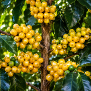 bourbon yellow coffee seeds (coffea arabica)