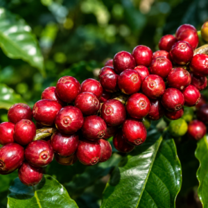 catimor coffee seeds (coffea arabica)