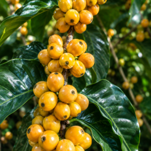 yellow caturra coffee seeds (coffea arabica)
