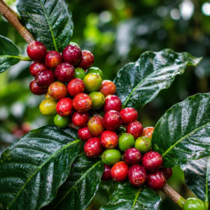 catuai coffee seeds (coffea arabica)
