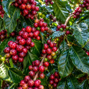 centroamericano h1 coffee seeds (coffea arabica)