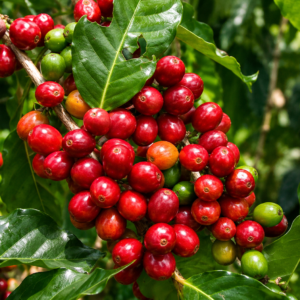 esperanza especial coffee seeds (coffea arabica) (copy)