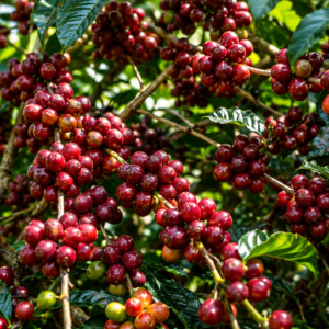 esperanza l4a5 coffee seeds (coffea arabica) (copy)