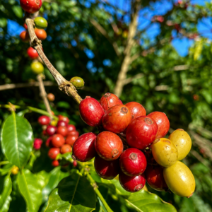 gayo coffee seeds (coffea arabica)
