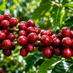 geisha green tip coffee seeds (coffea arabica)