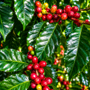 geisha peruvian coffee seeds (coffea arabica)