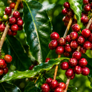 geisha taiwanese coffee seeds (coffea arabica)