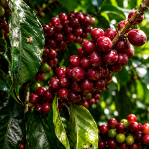 hybrid h3 coffee seeds (coffea arabica)