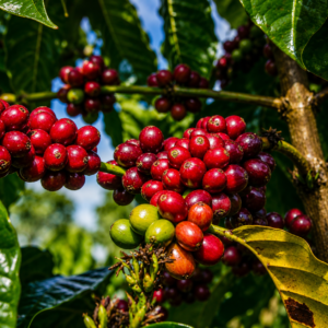 hybrid h17 coffee seeds (coffea arabica)