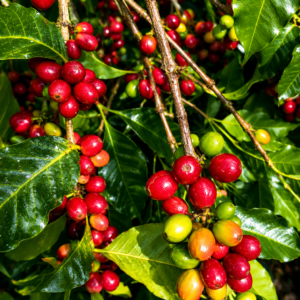 hybrid timor coffee seeds (coffea arabica)