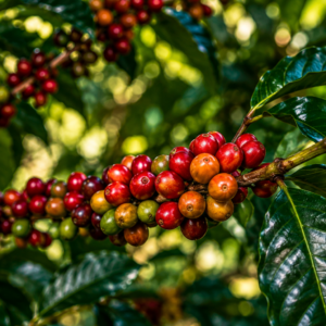 jamaica blue mountain coffee seeds (coffea arabica)