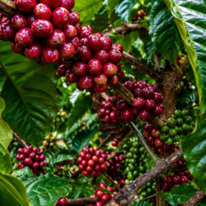 k7 coffee seeds (coffea arabica)