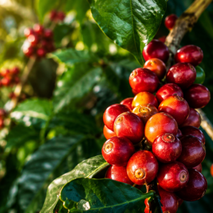 kalimas coffee seeds (coffea arabica)