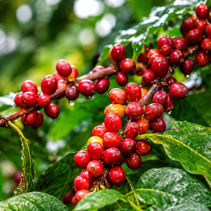 kerinci coffee seeds (coffea arabica)