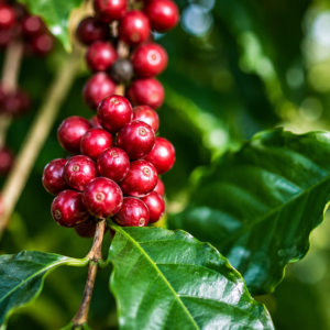 lempira coffee seeds (coffea arabica)