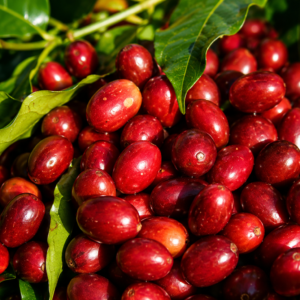 long berry coffee seeds (coffea arabica)