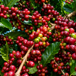 mandailing coffee seeds (coffea arabica)