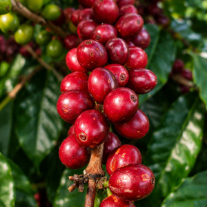 maracaturra coffee seeds (coffea arabica)