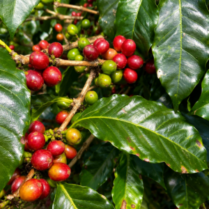 marsellesa coffee seeds (coffea arabica)