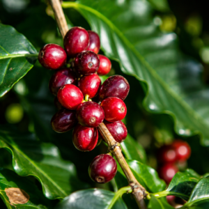 mibirizi coffee seeds (coffea arabica)