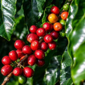 millenio coffee seeds (coffea arabica)