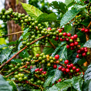 mundo novo coffee seeds (coffea arabica)