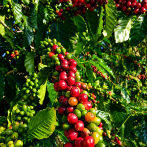 pache komum coffee seeds (coffea arabica)