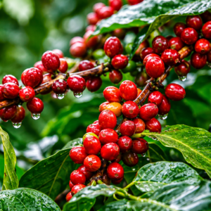 parainema coffee seeds (coffea arabica)