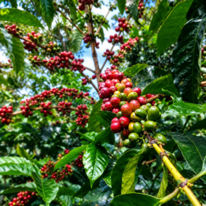 rab c15 coffee seeds (coffea arabica)