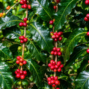 s288 coffee seeds (coffea arabica)