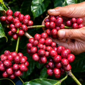s795 coffee seeds (coffea arabica)