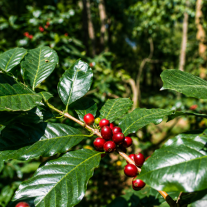 samosir coffee seeds (coffea arabica)