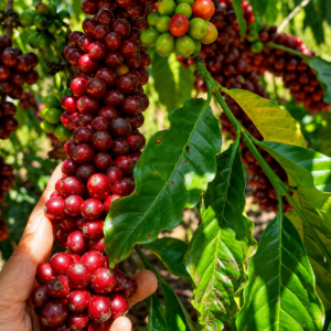 sarchimor t 5296 coffee seeds (coffea arabica) coffee bean