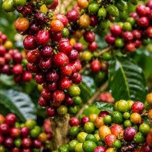 san ramon coffee seeds (coffea arabica) coffee bean