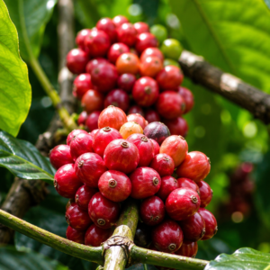 sidra pink coffee seeds (coffea arabica) coffee bean