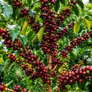 sidra purple coffee seeds (coffea arabica) coffee bean