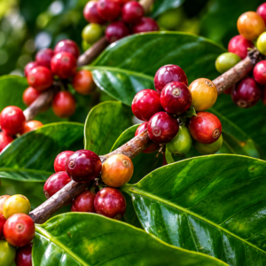 sl 10 coffee seeds (coffea arabica) coffee bean
