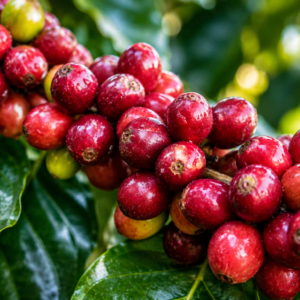 sl 22 coffee seeds (coffea arabica) coffee bean