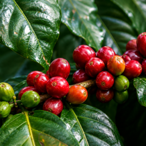 s line coffee seeds (coffea arabica) coffee bean