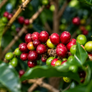 starmaya coffee seeds (coffea arabica) coffee bean