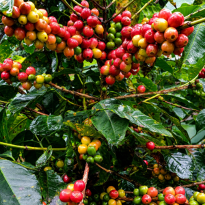 tanggamus coffee seeds (coffea arabica) coffee bean