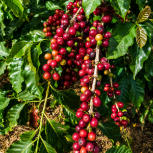 temanggung coffee seeds (coffea arabica) coffee bean